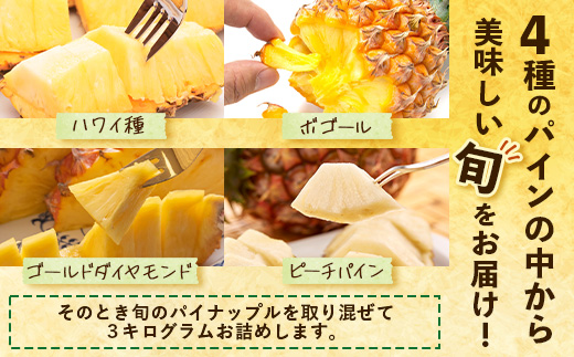 【先行予約・数量限定！】国産パイナップル　約3ｋg（3～5玉）～なか農園おまかせセット～ NK-001 ｜パイナップル パイン フルーツ 果物 くだもの 先行予約 数量限定 産地直送 新鮮 旬 ハワイ種 ピーチパイン ゴールドダイヤモンド ボゴール なか農園 鹿児島県 南大隅 