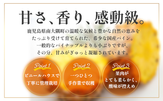 【先行受付】パイナップル/ボゴール種 (約800g×2玉) ≪2026年7月下旬以降順次発送≫ DS-004 ｜パイン パイナップル パインアップル フルーツ ボゴールパイン スナックパイン 産地直送 送料無料 鹿児島県 南大隅町 株式会社デラセーラ