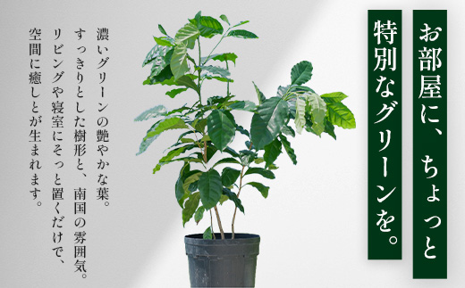 観賞用コーヒー苗木 80cm～100cm アラビカ種 ティピカ DS-2 | 苗木 植物 グリーン 観賞 珈琲豆の木 珈琲 コーヒーの木 観葉植物 鹿児島県 南大隅町 株式会社デラセーラ