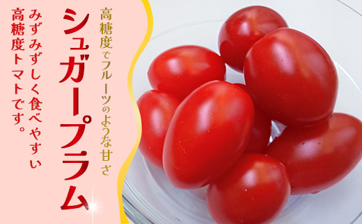 [数量限定]ミニトマト２種食べ比べセット(350g×２種) GP-3｜ミニトマト 野菜 やさい 食品 人気 おすすめ 美味しい 産地直送 小鈴 シュガープラム 食べ比べ セット
