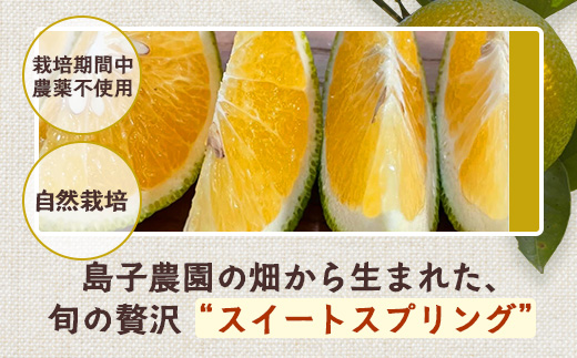 【訳あり】【数量限定】鹿児島県南大隅町産 スイートスプリング （S～M玉） 約5kg 【2025年12月中旬以降順次発送】 SK-19 | 柑橘 フルーツ 国産 果物 みかん 期間限定 数量限定 産地直送 もぎたて 新鮮 果汁 たっぷり ミカン スイートスプリング 5kg 南大隅町 鹿児島県 島子農園