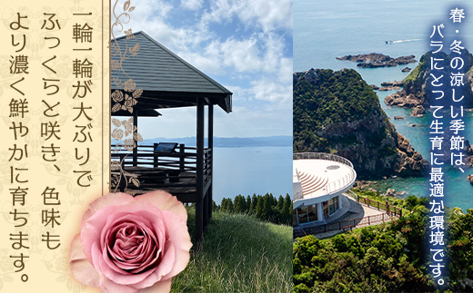 【人気の春・冬薔薇をお届け】 ばら農家直送 ！ バラ花束15本以上お届け(黄系) 【ギフト対応可】 ≪2026年1月1日～8日 日付指定不可≫ TB-11│ローズ 新鮮 花 フラワー 花束 ばら 薔薇 バラ 誕生日 記念日 結婚祝い ギフト プレゼント お祝い 贈り物 贈答 鹿児島県 南大隅町 富田バラ園