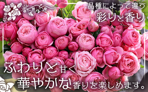 【人気の春・冬薔薇をお届け】 ばら農家直送 ！ バラ花束15本以上お届け(色はおまかせ) 【ギフト対応可】 ≪2026年1月1日～8日 日付指定不可≫ TB-12│ローズ 新鮮 花 フラワー 花束 ばら 薔薇 バラ 誕生日 記念日 結婚祝い ギフト プレゼント お祝い 贈り物 贈答 鹿児島県 南大隅町 富田バラ園