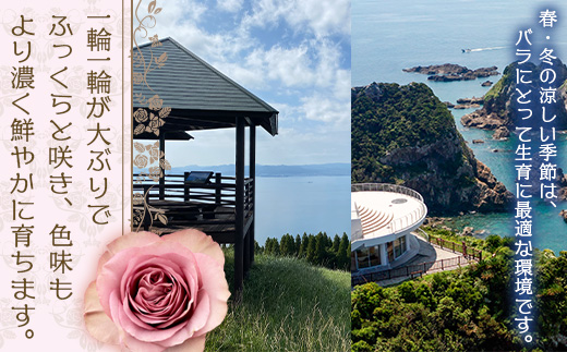 【人気の春・冬薔薇をお届け】 ばら農家直送 ！ バラ花束30本以上お届け(ピンク系) 【ギフト対応可】 ≪2026年1月1日～8日 日付指定不可≫ TB-14│ローズ 新鮮 花 フラワー 花束 ばら 薔薇 バラ 誕生日 記念日 結婚祝い ギフト プレゼント お祝い 贈り物 贈答 鹿児島県 南大隅町 富田バラ園