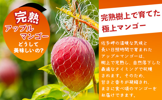 ≪先行予約・数量限定≫ ☆本土最南端☆佐多の果樹園で育てた 完熟アップルマンゴー 約2kg (3～5玉) 【2026年7月上旬以降順次発送】 ST-408 ｜鹿児島県 南大隅 産地直送 旬 マンゴー フルーツ 果物 くだもの 