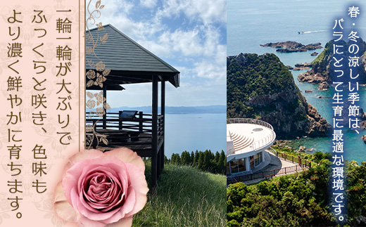 【人気の春・冬薔薇をお届け】≪12月20日～2026年1月8日 日付指定不可≫ ばら農家直送 ！ バラ花束15本以上お届け(赤系) 【ギフト対応可】 TB-9│ローズ 新鮮 花 フラワー 花束 ばら 薔薇 バラ 誕生日 記念日 結婚祝い ギフト プレゼント お祝い 贈り物 贈答 鹿児島県 南大隅町 富田バラ園