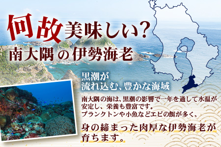 【先行予約】天然 活 伊勢海老 約1kg 2～3尾 ≪2025年11月下旬頃～2025年12月下旬頃順次発送予定≫  AB-501｜国産 えび 活イセエビ 伊勢エビ 常温