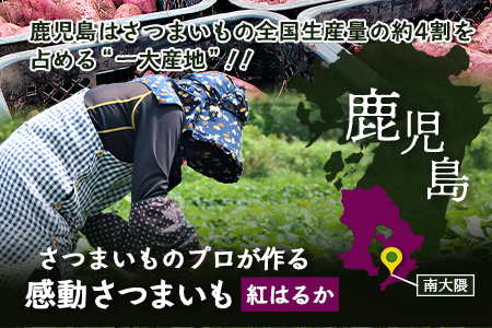 【先行予約・2025年11月下旬より順次発送】鹿児島県産 熟成 紅はるか 3kg (1箱 ) Mサイズ (おすそ分け袋／美味しい焼き芋の焼き方 説明書付き） FR-213 | さつまいも サツマイモ 焼き芋 べにはるか おやつ 煮物 芋ごはん 味噌汁 鹿児島県 南大隅町 株式会社フォレスト