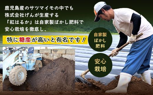 【鹿児島県産】熟成 紅はるか 5kg (1箱 ) Lサイズ さつまいも【2025年11月下旬より順次発送】FR-216