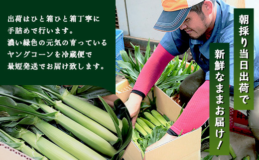 数量限定 ヒゲまで美味しい 皮つき ヤングコーン 30本 ★2026年4月下旬以降発送★FR-520
