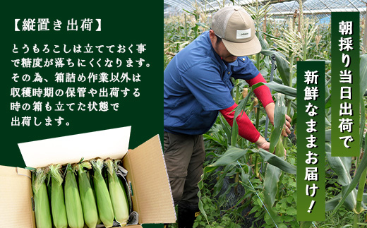 【数量限定】 【先行予約・2026年5月～】感動とうもろこし ( 約4kg / 10～13本 ) FR-521 ｜野菜 やさい とうもろこし ゴールドラッシュ トウモロコシ 新鮮 産地直送 先行予約 数量限定 4kg 
