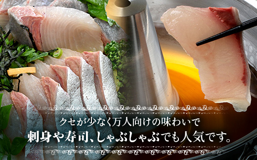 【配送日指定可能】鹿児島 ねじめ黄金カンパチ ロイン 1尾（約400g×4本）冷蔵便 JF-502 | 魚 直送 養殖 根占 さかな 身が引き締まった かんぱち 漁師 刺身 寿司 しゃぶしゃぶ ぷりぷり食感 鹿児島県 南大隅町 ねじめ漁業協同組合