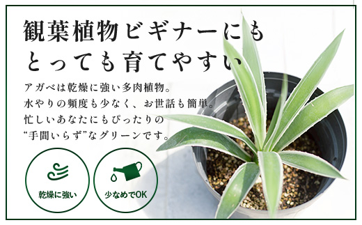 アガベ 約30cm～35cm/白閃光(ハクセンコウ) DS-3｜多肉植物 観葉植物 ガーデニング インテリア モダン 北欧風 国産 育てやすい 送料無料 鹿児島県 南大隅町 株式会社デラセーラ