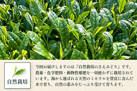 国産 自然栽培 ナナ茶 さえみどり ティーバッグ （2g×15包）×2パック RS-5｜お茶 茶 茶葉 お茶の葉 日本茶 鹿児島茶 おしゃれ ブレンド茶 ケルセチン 無農薬 化学肥料不使用 ティーパック 鹿児島県 南大隅町 株式会社Re-Shine