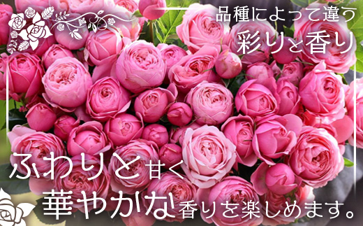 【人気の春・冬薔薇をお届け】 ばら農家直送 ！ バラ花束15本以上お届け(黄系) 【ギフト対応可】 ≪2026年1月1日～8日 日付指定不可≫ TB-11│ローズ 新鮮 花 フラワー 花束 ばら 薔薇 バラ 誕生日 記念日 結婚祝い ギフト プレゼント お祝い 贈り物 贈答 鹿児島県 南大隅町 富田バラ園