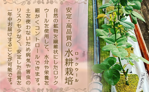【人気の春・冬薔薇をお届け】 ばら農家直送 ！ バラ花束15本以上お届け(色はおまかせ) 【ギフト対応可】 ≪2026年1月1日～8日 日付指定不可≫ TB-12│ローズ 新鮮 花 フラワー 花束 ばら 薔薇 バラ 誕生日 記念日 結婚祝い ギフト プレゼント お祝い 贈り物 贈答 鹿児島県 南大隅町 富田バラ園