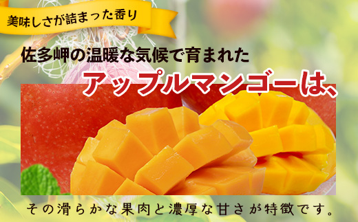 ≪先行予約・数量限定≫ ☆本土最南端☆佐多の果樹園で育てた 完熟アップルマンゴー 約1kg (2～3玉) 【2026年7月上旬以降順次発送】｜鹿児島県 南大隅 産地直送 旬 マンゴー フルーツ 果物 くだもの  ST-7407