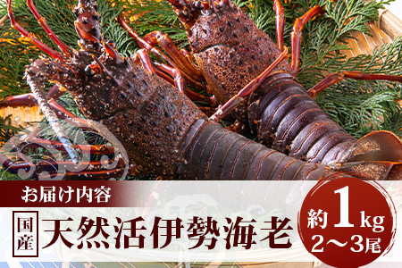 【先行予約】天然 活 伊勢海老 約1kg 2～3尾 ≪2025年11月下旬頃～2025年12月下旬頃順次発送予定≫  AB-501｜国産 えび 活イセエビ 伊勢エビ 常温