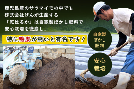 【先行予約・2025年11月下旬より順次発送】鹿児島県産 熟成 紅はるか 3kg (1箱 ) Mサイズ (おすそ分け袋／美味しい焼き芋の焼き方 説明書付き） FR-213 | さつまいも サツマイモ 焼き芋 べにはるか おやつ 煮物 芋ごはん 味噌汁 鹿児島県 南大隅町 株式会社フォレスト