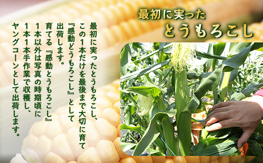 【数量限定】 【先行予約・2026年5月～】感動とうもろこし ( 約4kg / 10～13本 ) FR-521 ｜野菜 やさい とうもろこし ゴールドラッシュ トウモロコシ 新鮮 産地直送 先行予約 数量限定 4kg 