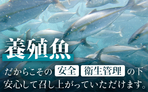 【配送日指定可能】鹿児島 ねじめ黄金カンパチ フィレ 1尾（約1,250g×2枚）冷蔵便 JF-506| 魚 直送 養殖 根占 さかな 身が引き締まった かんぱち 漁師 刺身 寿司 しゃぶしゃぶ ぷりぷり食感 鹿児島県 南大隅町 ねじめ漁業協同組合