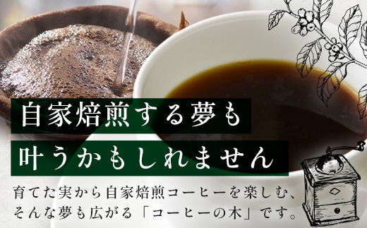 観賞用コーヒー苗木 80cm～100cm アラビカ種 ティピカ DS-2 | 苗木 植物 グリーン 観賞 珈琲豆の木 珈琲 コーヒーの木 観葉植物 鹿児島県 南大隅町 株式会社デラセーラ