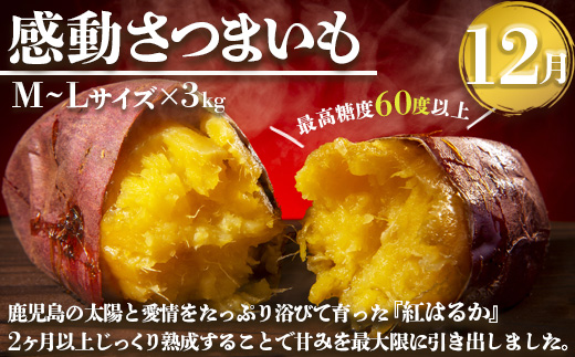 【定期便・年4回】農家の感動シリーズA(約9.1kg) FR-1｜冷凍焼き芋 ゴールドラッシュ とうもろこし 塩茹で 落花生 おおまさり ピーナッツ 芋 さつまいも 紅はるか 野菜定期便 旬 産地直送 サラダ 南大隅町