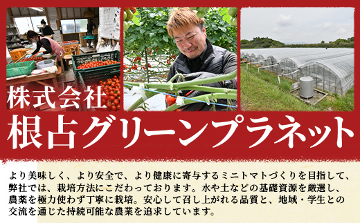 《期間限定》田淵さんちの美味しい ミニトマト シュガープラム（約700g）GP-1｜鹿児島県 南大隅 産地直送 旬 とまと トマト ミニトマト リコピン 完熟 甘い 高糖度 野菜 やさい 送料無料