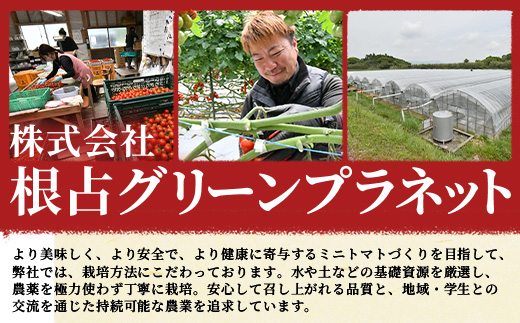 《期間限定》田淵さんちの美味しい ミニトマト シュガープラム（約1,400g）GP-2｜鹿児島県 南大隅 産地直送 旬 とまと トマト ミニトマト リコピン 完熟 甘い 高糖度 野菜 やさい 送料無料