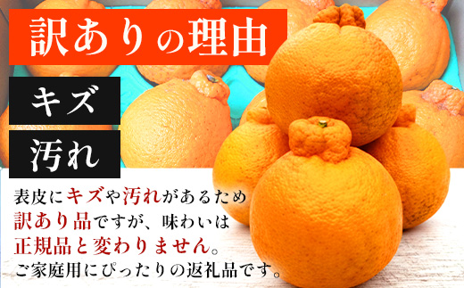 【数量限定・訳あり】しらぬい 約3㎏(10～12玉) MS-1｜不知火 柑橘 みかん ミカン 蜜柑 果物 生果 旬 フルーツ デコポン と同品種 国産 産地直送 家庭用 鹿児島県 南大隅町