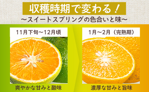 【訳あり】【数量限定】鹿児島県南大隅町産 スイートスプリング （S～M玉） 約5kg 【2025年12月中旬以降順次発送】 SK-19 | 柑橘 フルーツ 国産 果物 みかん 期間限定 数量限定 産地直送 もぎたて 新鮮 果汁 たっぷり ミカン スイートスプリング 5kg 南大隅町 鹿児島県 島子農園