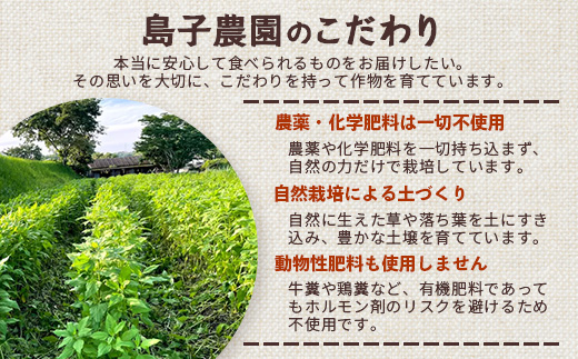 （白色菊芋）菊芋コーヒー ふ～【（4g×7P）×1袋】 SK-1｜ コーヒー 菊芋 ティーパック ノンカフェイン 野菜茶 きくいも お茶 焙煎 ギフト グルメ お取り寄せ 鹿児島県 南大隅町 島子農園