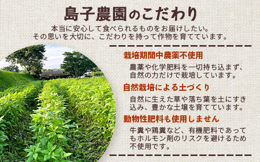 白色菊芋焙煎 パウダー （40g×1袋）SK-3｜ コーヒー 菊芋 パウダー ノンカフェイン 野菜茶 きくいも お茶 焙煎 ギフト グルメ お取り寄せ 鹿児島県 南大隅町 島子農園