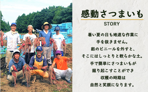【鹿児島県産】熟成 紅はるか 3kg (1箱 ) Lサイズ 感動さつまいも　FR-531