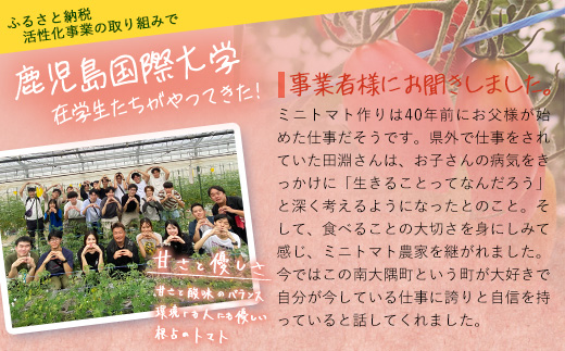 《期間限定》田淵さんちの美味しい ミニトマト シュガープラム（約1,400g）GP-2｜鹿児島県 南大隅 産地直送 旬 とまと トマト ミニトマト リコピン 完熟 甘い 高糖度 野菜 やさい 送料無料