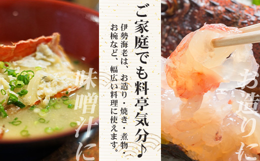 【先行予約】天然 活 伊勢海老 約1kg 2～3尾 ≪2025年11月下旬頃～2025年12月下旬頃順次発送予定≫  AB-501｜国産 えび 活イセエビ 伊勢エビ 常温