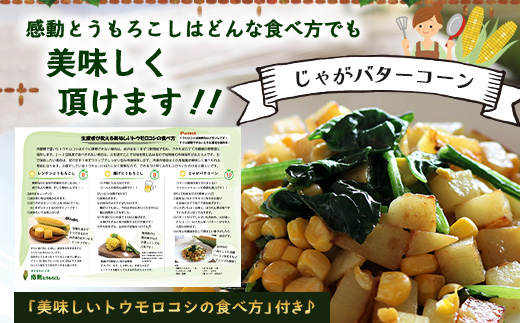 【数量限定】 【先行予約・2026年5月～】感動とうもろこし ( 約4kg / 10～13本 ) FR-521 ｜野菜 やさい とうもろこし ゴールドラッシュ トウモロコシ 新鮮 産地直送 先行予約 数量限定 4kg 