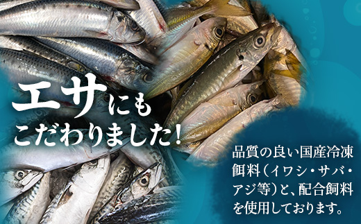 【配送日指定可能】鹿児島 ねじめ黄金カンパチ フィレ 片身分（約1,250g×1枚） 冷蔵便 JF-508 | 魚 直送 養殖 根占 さかな 身が引き締まった かんぱち 漁師 刺身 寿司 しゃぶしゃぶ ぷりぷり食感 鹿児島県 南大隅町 ねじめ漁業協同組合