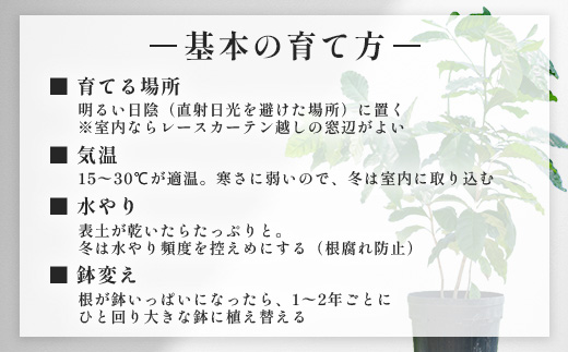 観賞用コーヒー苗木 80cm～100cm アラビカ種 ティピカ DS-2 | 苗木 植物 グリーン 観賞 珈琲豆の木 珈琲 コーヒーの木 観葉植物 鹿児島県 南大隅町 株式会社デラセーラ