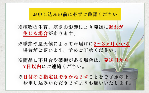 アガベ 約30cm～35cm/白閃光(ハクセンコウ) DS-3｜多肉植物 観葉植物 ガーデニング インテリア モダン 北欧風 国産 育てやすい 送料無料 鹿児島県 南大隅町 株式会社デラセーラ