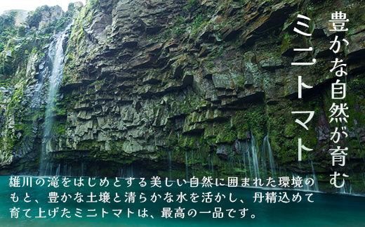 《期間限定》田淵さんちの美味しい ミニトマト シュガープラム（約1,400g）GP-2｜鹿児島県 南大隅 産地直送 旬 とまと トマト ミニトマト リコピン 完熟 甘い 高糖度 野菜 やさい 送料無料