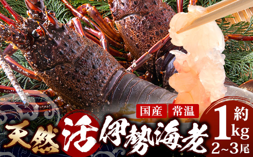 【先行予約】天然 活 伊勢海老 約1kg 2～3尾 ≪2025年11月下旬頃～2025年12月下旬頃順次発送予定≫  AB-501｜国産 えび 活イセエビ 伊勢エビ 常温