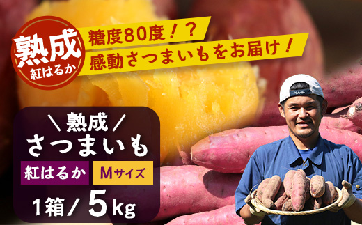 【鹿児島県産】熟成 紅はるか 5kg (1箱 ) Mサイズ さつまいも【2025年11月下旬より順次発送】FR-214