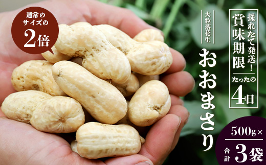 【先行予約】食べ応え抜群の大粒落花生「おおまさり」500g袋×３袋≪数量限定≫ FR-312｜鹿児島県産 野菜 やさい 食品 人気 おすすめ 送料無料 落花生 おおまさり 産地直送 新鮮 南大隅町