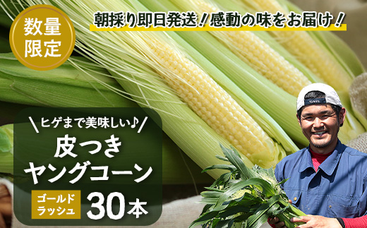 数量限定 ヒゲまで美味しい 皮つき ヤングコーン 30本 ★2026年4月下旬以降発送★FR-520