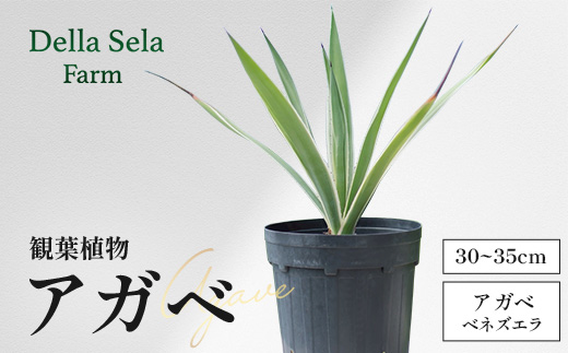 アガベ 約30cm～35cm/白閃光(ハクセンコウ) DS-3｜多肉植物 観葉植物 ガーデニング インテリア モダン 北欧風 国産 育てやすい 送料無料 鹿児島県 南大隅町 株式会社デラセーラ