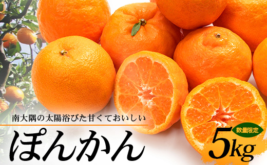 【先行予約】南大隅の太陽浴びた甘くて・おいしい ぽんかん 約5kg【2026年1月中旬以降順次発送】 ID-1 ｜ぽんかん ポンカン 柑橘 甘い 果物 新鮮 産地 直送 先行予約 おすすめ 人気 南大隅町