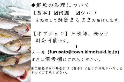 【6回定期便】魚屋さんの選んだ新鮮お魚詰め合わせ（約6～8人分）