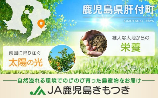 肝付町産完熟ハウスきんかん＜先行受付＞