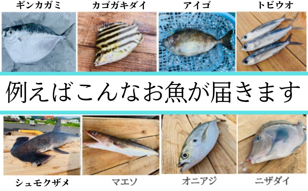  漁師厳選！ロコフィッシュ(地魚) 下処理済 鮮魚 ボックス(約4～5kg)